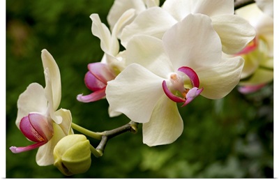 Close up of white and pink moth orchids, Phalaenopsis species.; Longwood Gardens, Pennsylvania.
