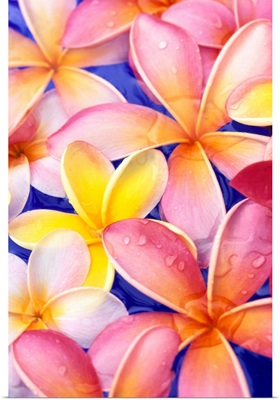 Close-Up Of Yellow And Pink Plumeria Flowers, Water Drops