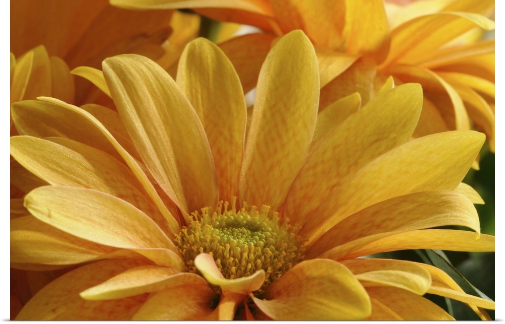 Close up of yellow ornamental daisies. Arlington, Massachusetts.