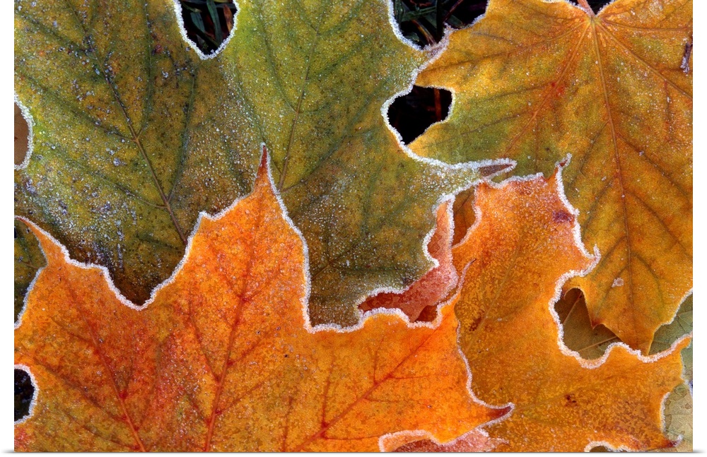 Canvas art of warm toned autumn leaves outlined with cold frost.