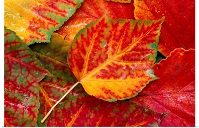 Close up photograph of maple leaves
