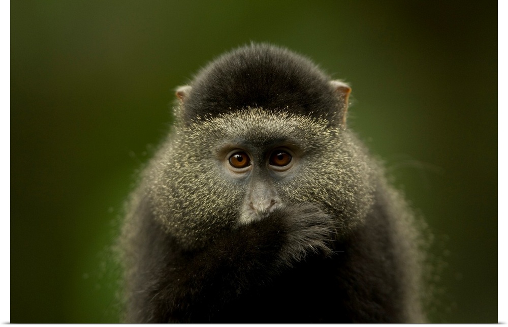 Close-up portrait of a blue monkey (cercopithecus mitis) from the Omaha zoo, Omaha, Nebraska, united states of America.