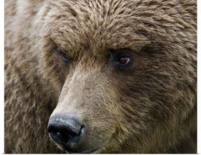 Close up portrait of a Brown bear in Hallo Bay, Katmai National Park, Southwest Alaska