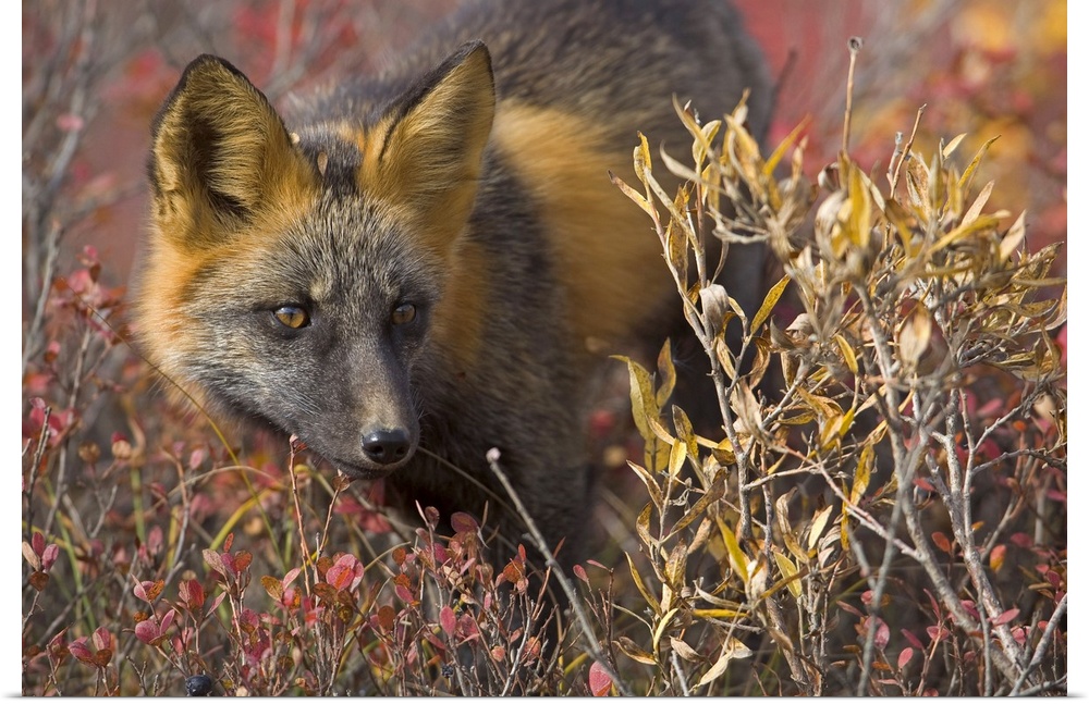 Close up portrait of a cross fox peering through blueberry and willow shrubs in Denali National Park, Alaska, Interior, Fall
