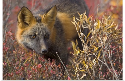 Close up portrait of a cross fox peering through blueberry and willow shrubs