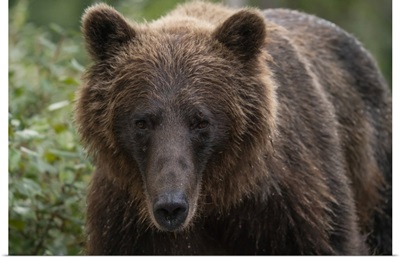Close-Up Portrait Of A Grizzly Bear, Atlin, British Columbia, Canada