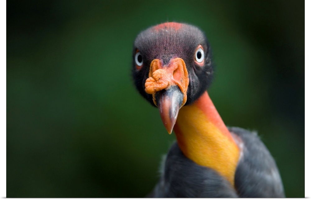 Close-up portrait of a king vulture (sarcoramphus papa) at the Sedgwick County Zoo. Wichita, Kansas, united states of Amer...