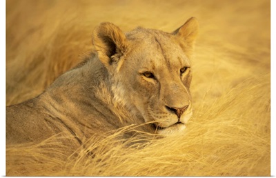 Close-Up Portrait Of A Lioness, Etosha National Park, Otavi, Oshikoto, Namibia