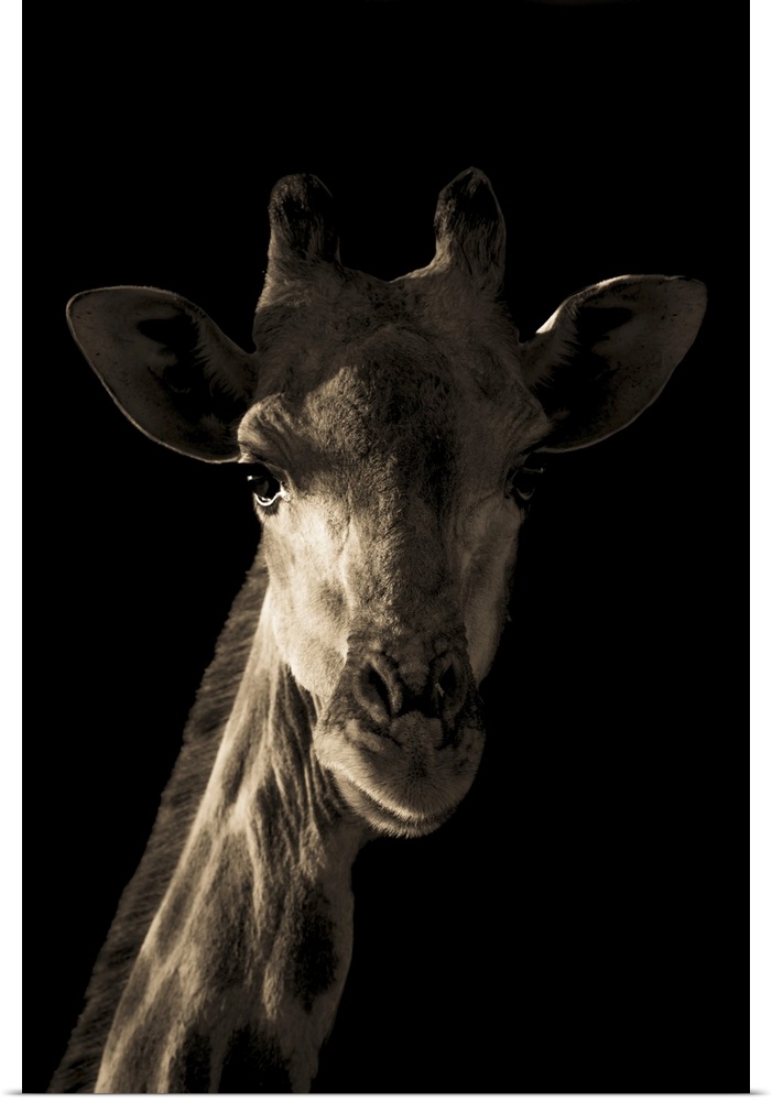 Close-up portrait of a southern giraffe's head and neck (Giraffa giraffa) dramatically sidelit by the early morning light ...