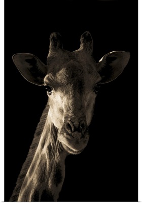 Close-Up Portrait Of A Southern Giraffe's Head And Neck, Gabus Game Ranch, Namibia