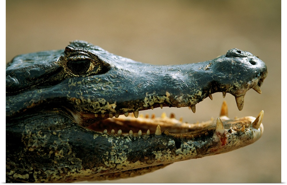 Close-up portrait of a speckled caiman (caiman crocodilus) in the Pantanal region of Brazil. Pantanal, Brazil.