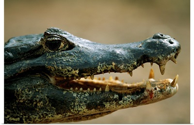 Close-Up Portrait Of A Speckled Caiman In The Pantanal Region Of Brazil
