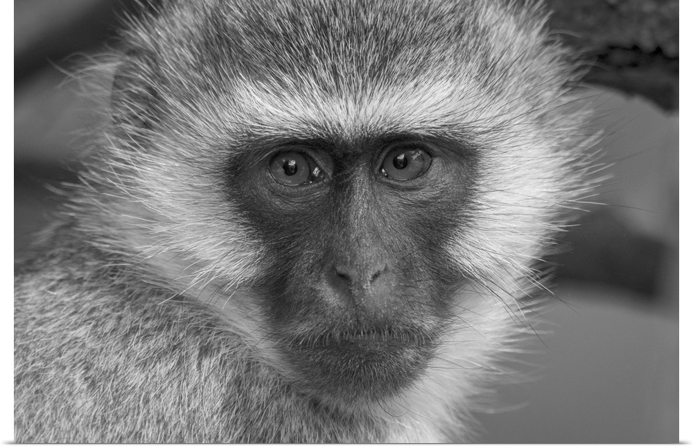 Close-up portrait of a vervet monkey (chlorocebus pygerythrus) looking at the camera at Klein's camp. Serengeti, Tanzania.