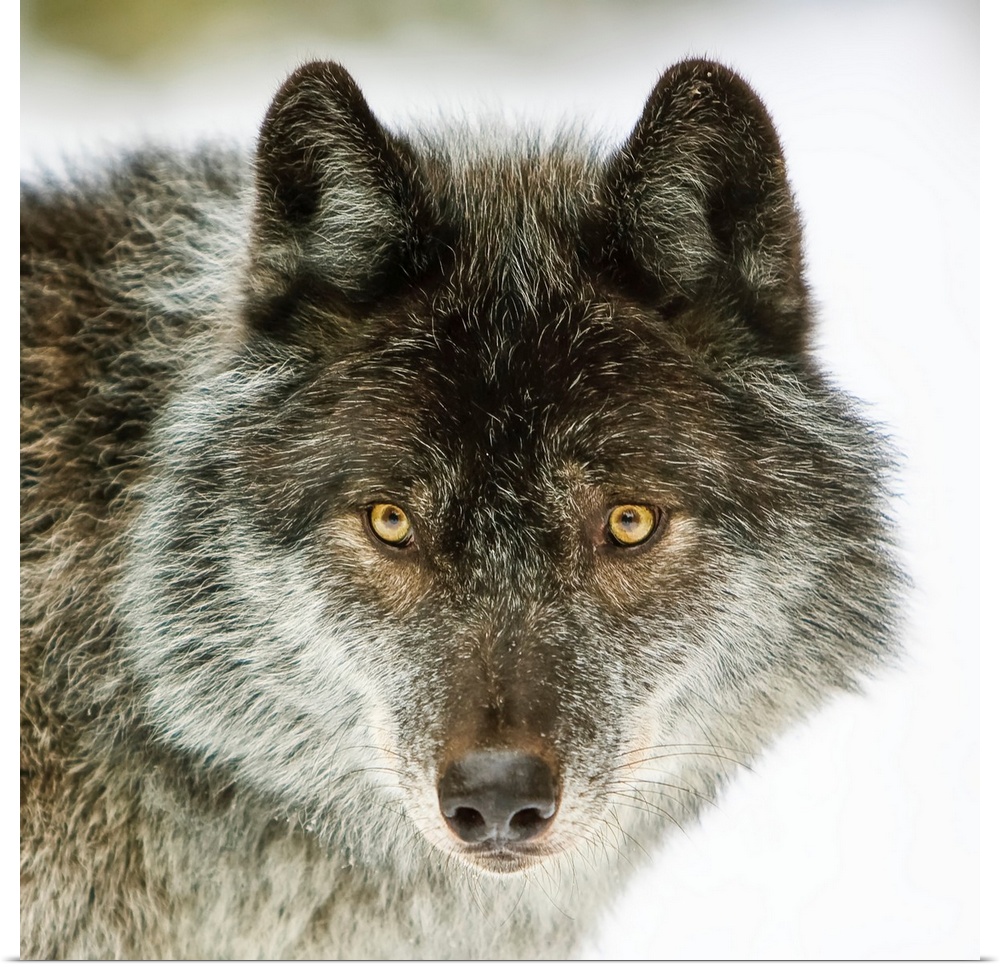 Close-up portrait of a wolf (canis lupus) looking into the camera. Golden, British Columbia, Canada.
