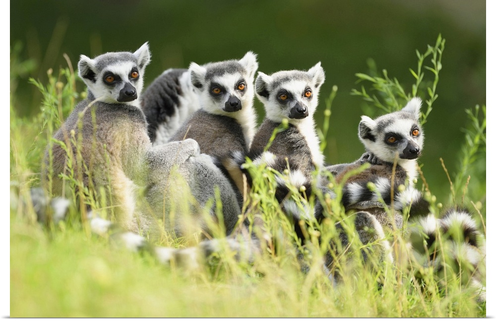 Close-up Portrait of Four Ring-tailed Lemurs (Lemur catta) sitting in Meadow in summer, Zoo Augsburg, Swabia, Bavaria, Ger...