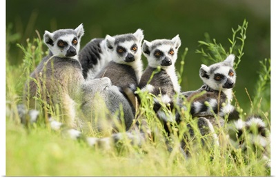 Close-Up Portrait Of Four Ring-Tailed Lemurs, Zoo Augsburg, Bavaria, Germany