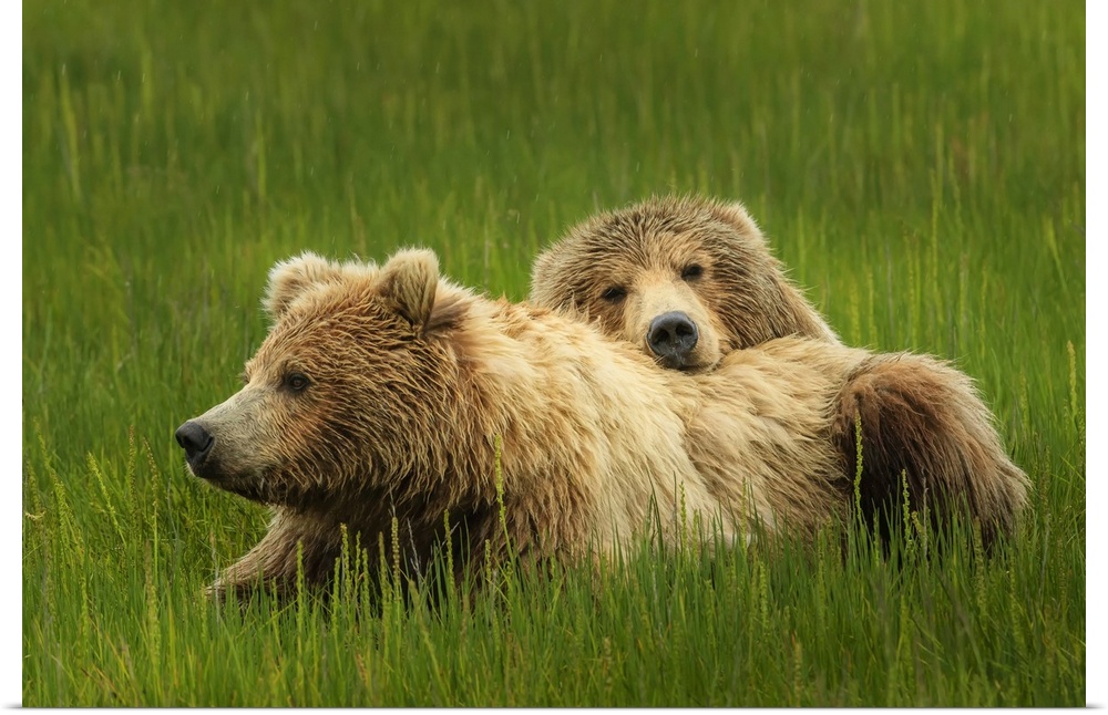Close-up portrait of two brown bears (Ursus arctos horribilis) relaxing in the grass at Silver Salmon Creek Alaska, United...