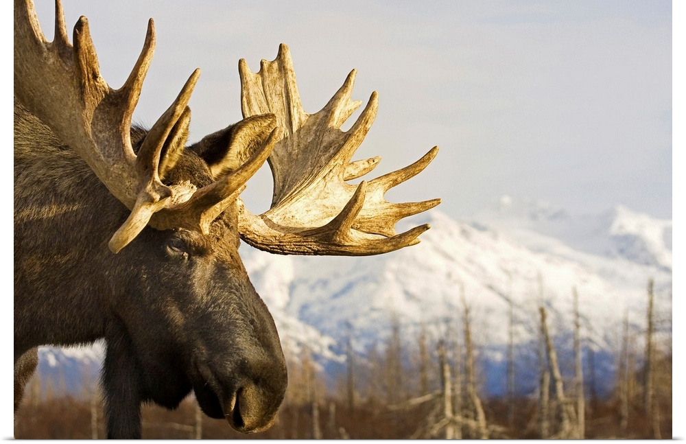 Up-close photograph of moose with snow covered mountains in the background.