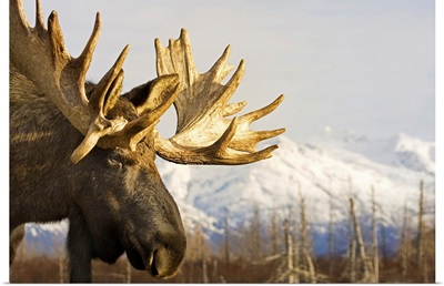 Close up profile of an adult moose at the Alaska Wildlife Conservation Center