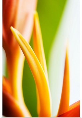 Close-Up View Of Heliconia