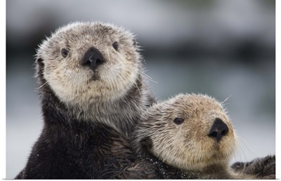 Close up view of Sea Otters huddled together Prince William Sound Southcentral Alaska