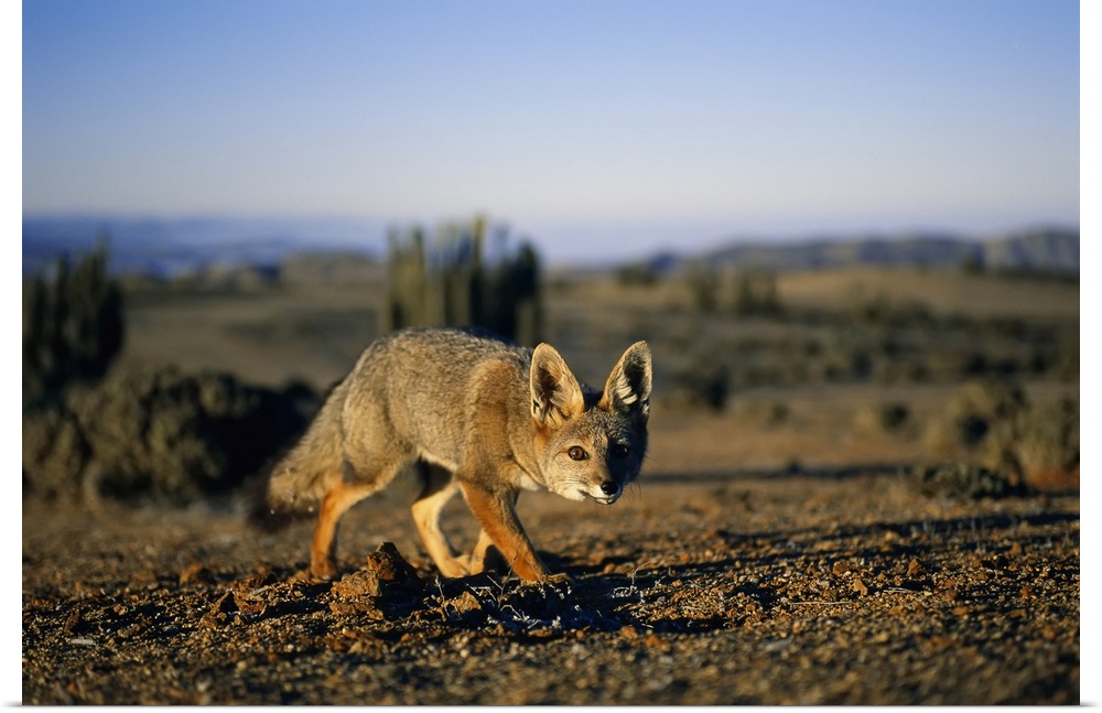 Close view of a gray fox (vulpes cinereoargenteus) eyeing the camera in the Atacama Desert, Chile.
