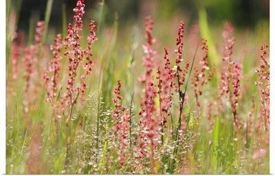 Close View Of Flowering Sheep Sorrel And Grasses, Assateague Island, Maryland