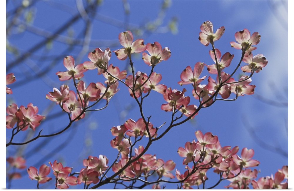 Close view of pink dogwood blossoms. Massachusetts.