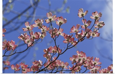 Close View Of Pink Dogwood Blossoms, Massachusetts