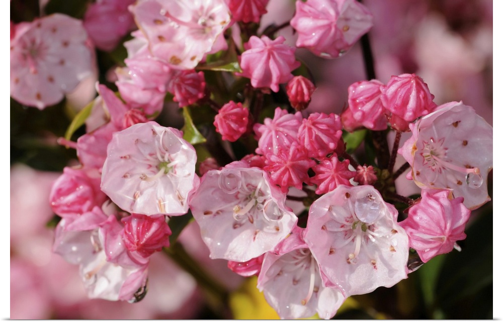 Close view of pink mountain laurel flowers after a rain. Arlington, Massachusetts.