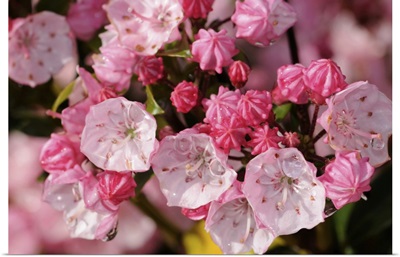 Close View Of Pink Mountain Laurel Flowers After A Rain, Arlington, Massachusetts