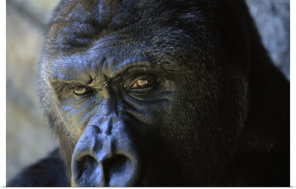 Close view of the face a gorilla (gorilla gorilla). Florida, united states of America.
