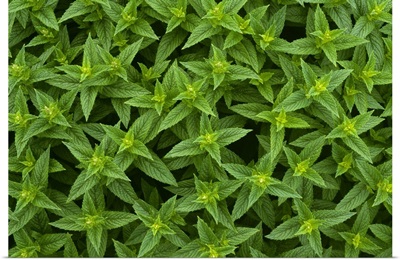 Closeup detail of commercial spearmint growing in a field, Yakima County, Washington
