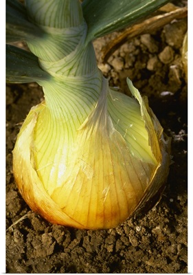 Closeup of a maturing ripe yellow onion in the ground