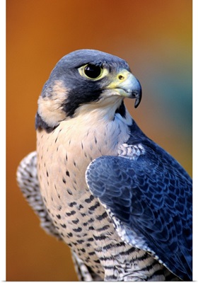 Closeup Of An Adult Male Peregrine Falcon