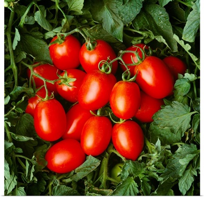 Closeup of mature, ready for harvest, processing tomatoes in the field
