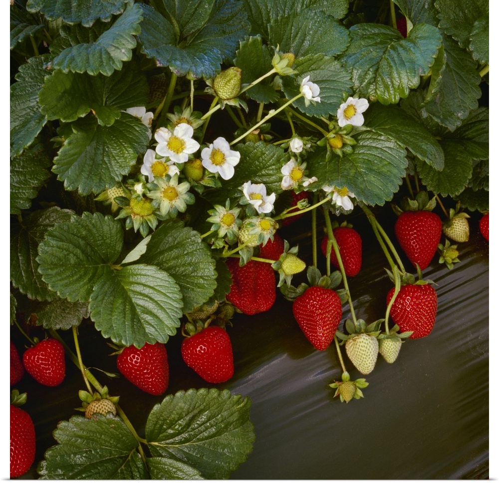 Closeup of strawberry plants with blossoms and ripe berries in a row