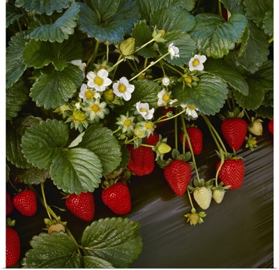 Closeup of strawberry plants with blossoms and ripe berries in a row