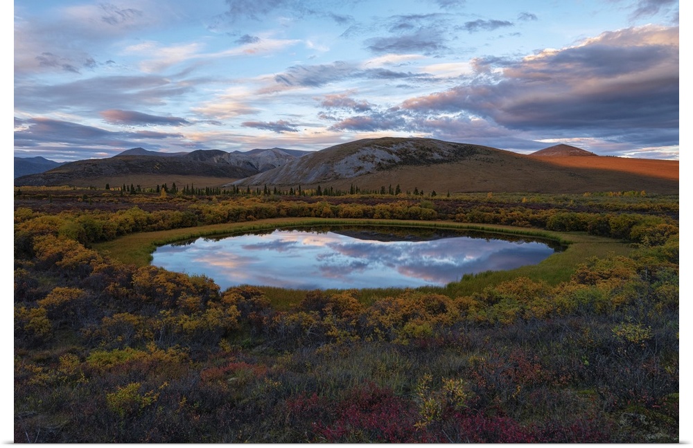 Dusk light reflecting the cloudy, blue sky in a pond in the middle of the autumn colored tundra near the Dempster Highway;...