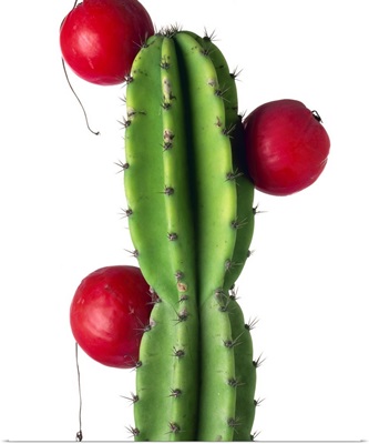 Cluster of red fruit of a cactus commonly grown as a garden plant