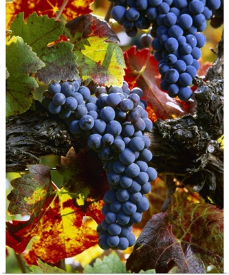Clusters of mature, harvest ready Cabernet Sauvignon wine grapes on the vine
