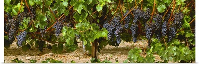 Clusters of ripe Merlot grapes on the vine, ready for harvest
