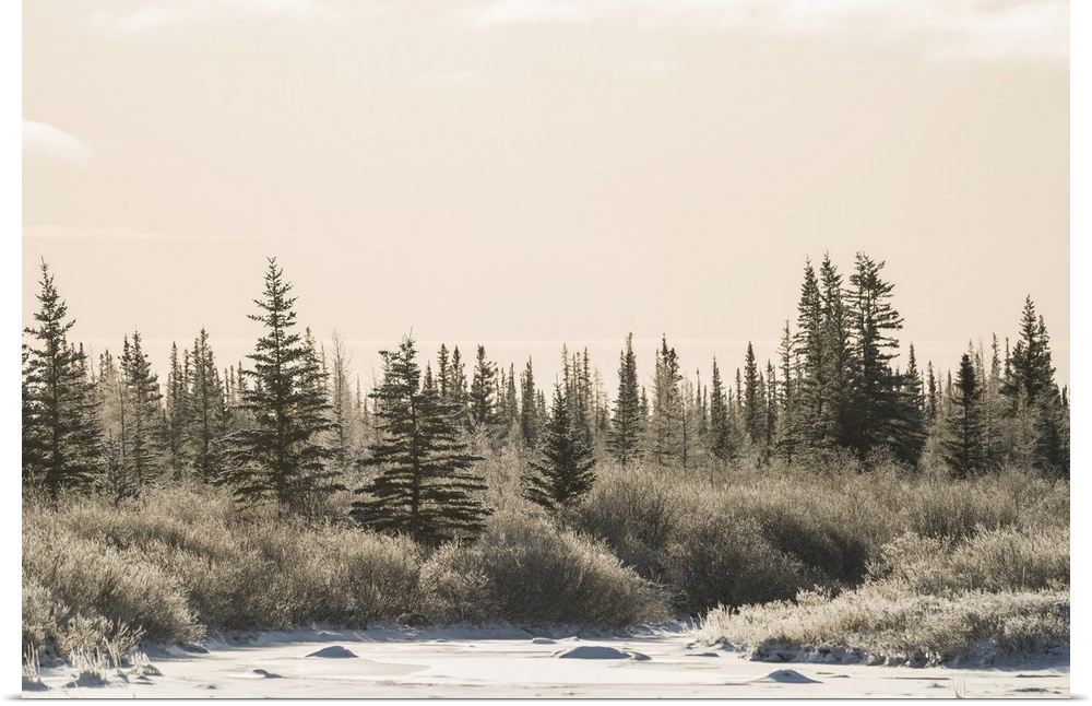 Cold afternoon along the coast line of Hudson Bay. The trees have a thin layer of frost on them, Churchill, Manitoba, Canada