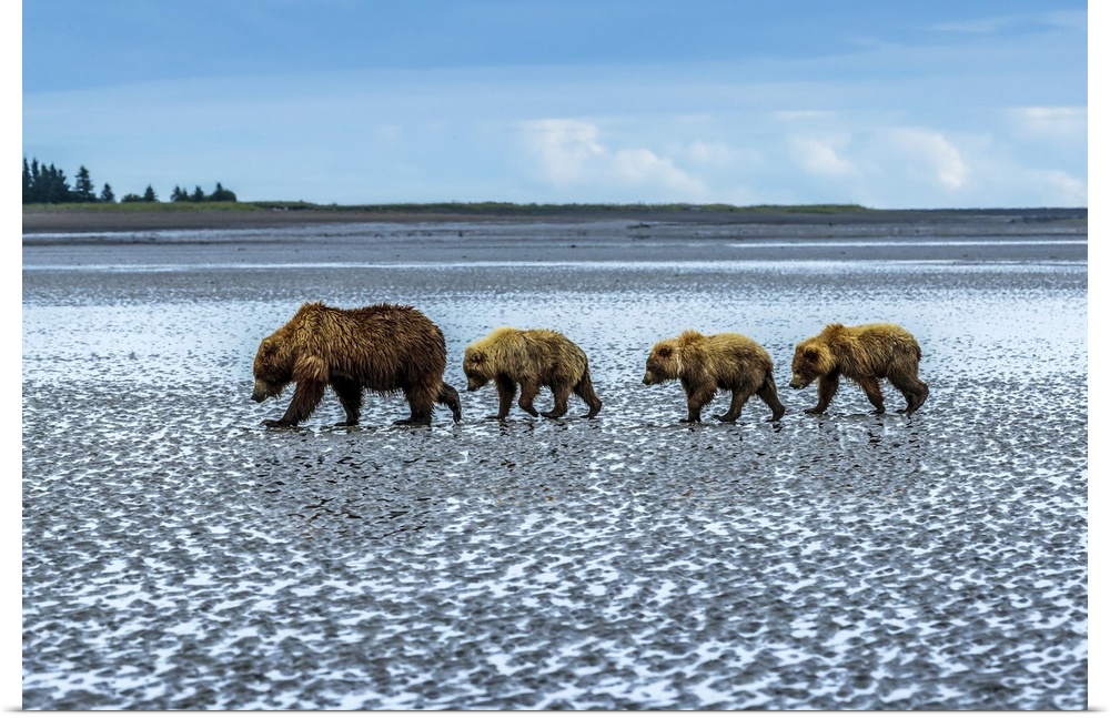 Coastal brown bears, Ursus arctos, walking across a tidal flat after digging and eating clams at Sliver Salmon Creek in La...