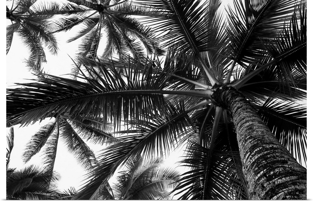 Low angle view of coconut palm trees in black and white; Honolulu, Oahu, Hawaii, United States of America