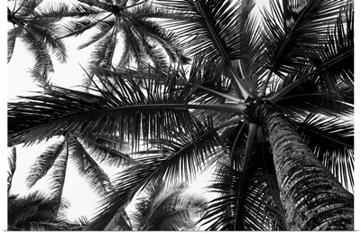 Coconut palm trees in black and white