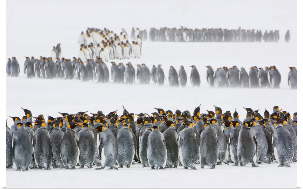 Colony of King Penguins (Aptenodytes patagonicus) standing in groups and lined up on the wintry tundra with blowing snow, ...