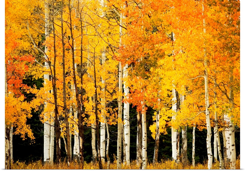 Giant, landscape photograph of Aspen trees in a forest with bright golden fall foliage, near Steamboat Springs, Colorado.