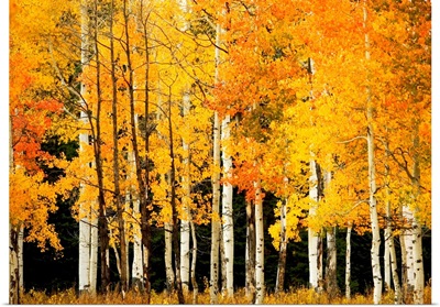 Colorado, Near Steamboat Springs, Buffalo Pass, Line Of Fall-Colored Aspen Trees
