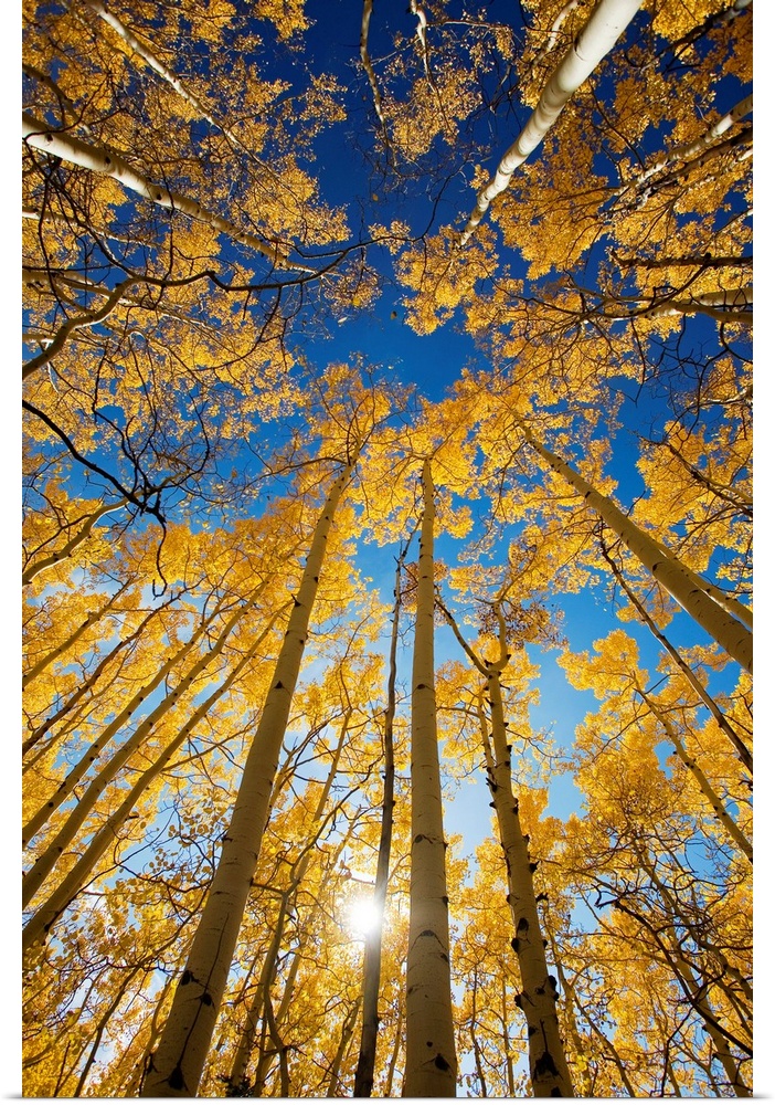 Vertical photo on canvas of the view of the tops of aspen trees in a forest.